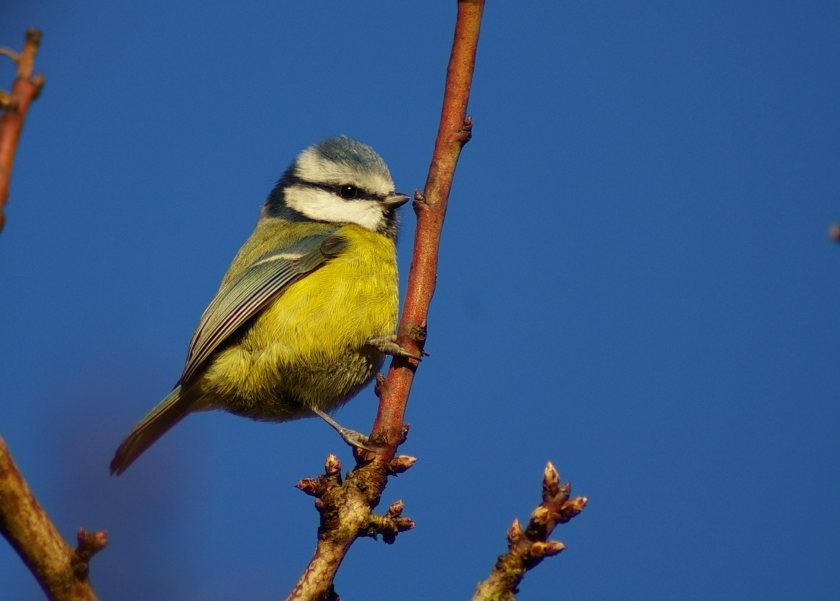 Twenty six red-listed species were sighted as farmers and and managers helped build picture of the state of farmland birds