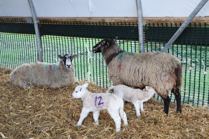 The new course is designed to help sheep farmers, shepherds, and smallholders build knowledge and skills to improve the health of their sheep