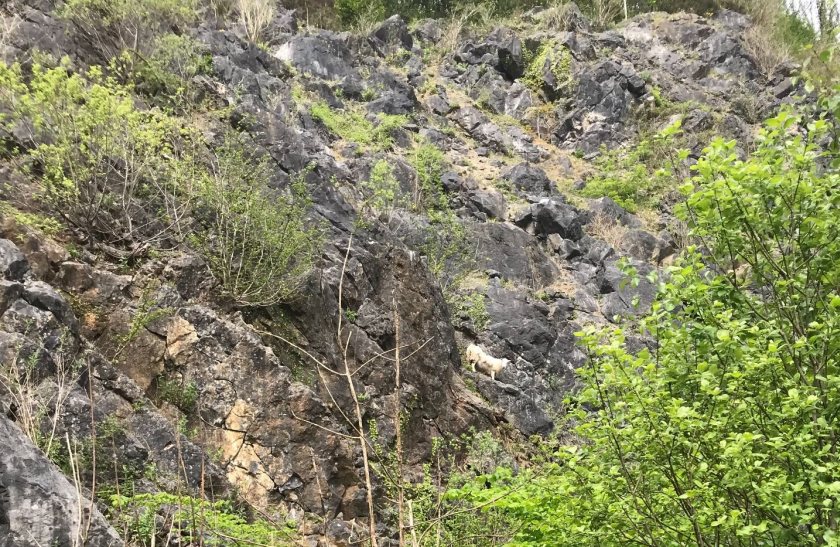 The public are being told to call emergency services so that officers with specialist safety equipment and training can respond to stuck livestock