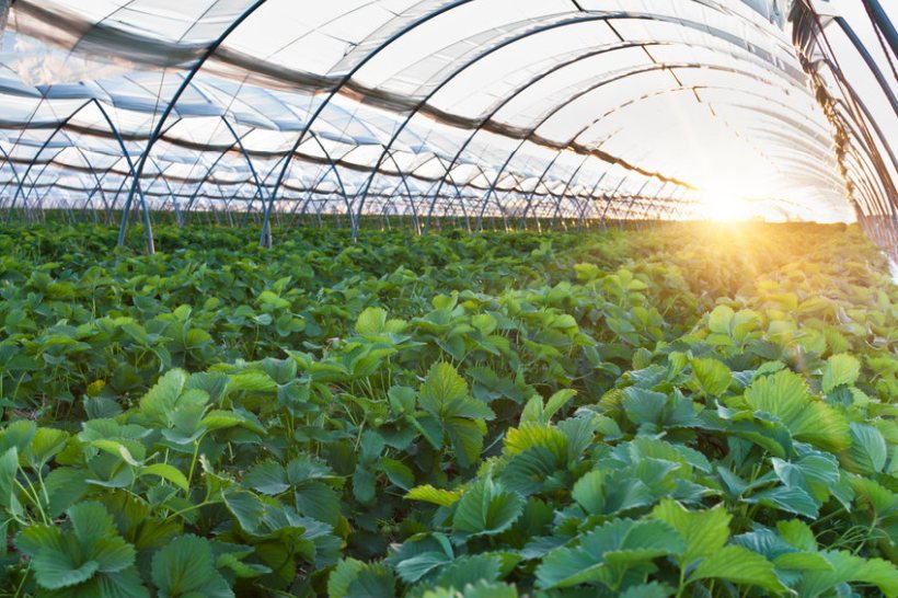 The new award will showcase UK growers who have demonstrated excellence in adapting to labour, market, and environmental challenges