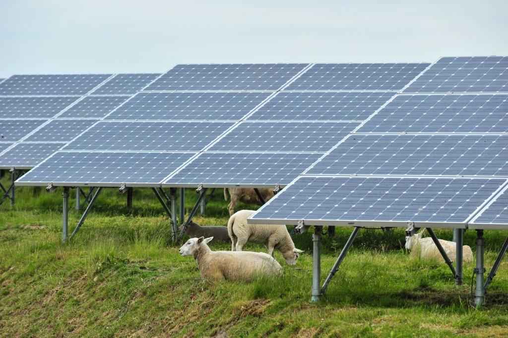 In Scotland, sheep grazing and solar farms can go hand in hand, but warmer climates have seen the introduction of 'agrivoltaic' systems