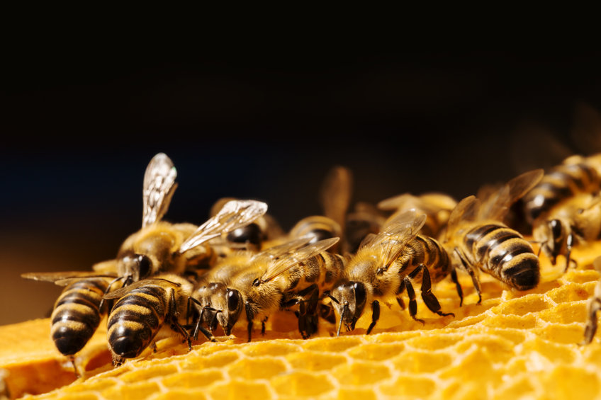 An outbreak of American Foulbrood (AFB) has been found in a single hive near Blairgowrie, the Scottish government confirmed