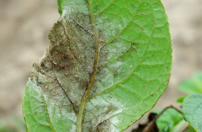 This year has started very dry with low blight risk, but it could quickly turn into a big blight year, agronomy firm Hutchinsons warns