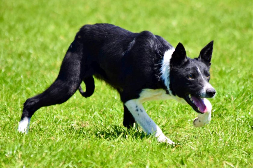 18-month-old black and white bitch, Aran Kate, is said to be an excellent prospect for nursery trials this year