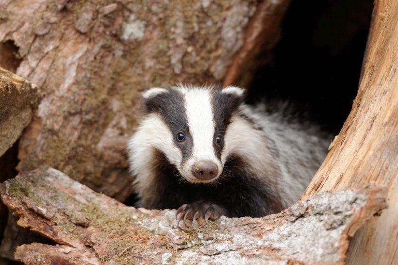 The government has today set out a new badger vaccination licence to combat the spread of bovine TB in England 