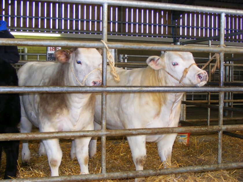 Groups, such as the Farmers' Union of Wales, are supporting calls for a new multi-purpose agri-hub and market at Cowbridge