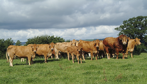 The Winnington herd, based west of Shrewsbury on the north Welsh border, has a long-standing history and reputation in the Limousin breed