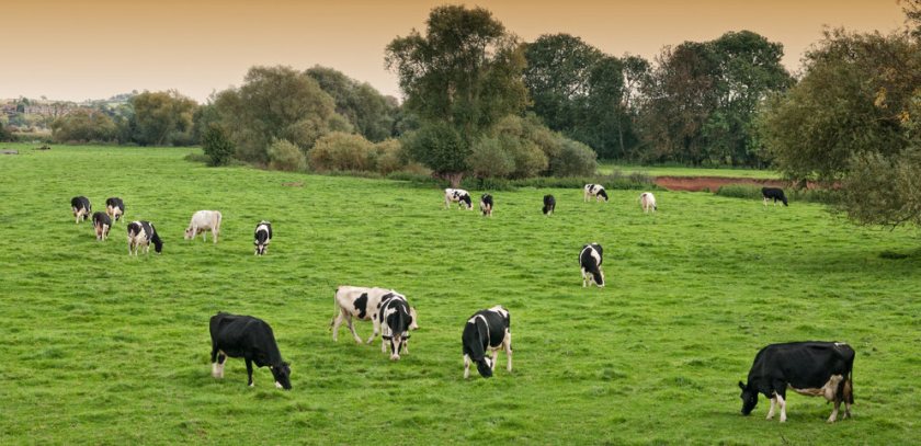 The dairy sector has arguably made the greatest progress in addressing environmental impacts, the research says