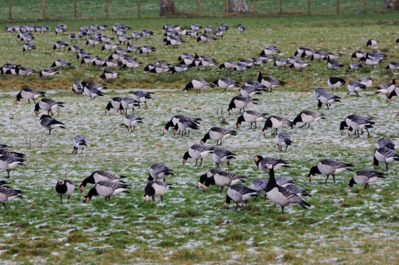 Highly-pathogenic avian influenza has caused the loss of a third of the Solway barnacle geese population, RSPB says