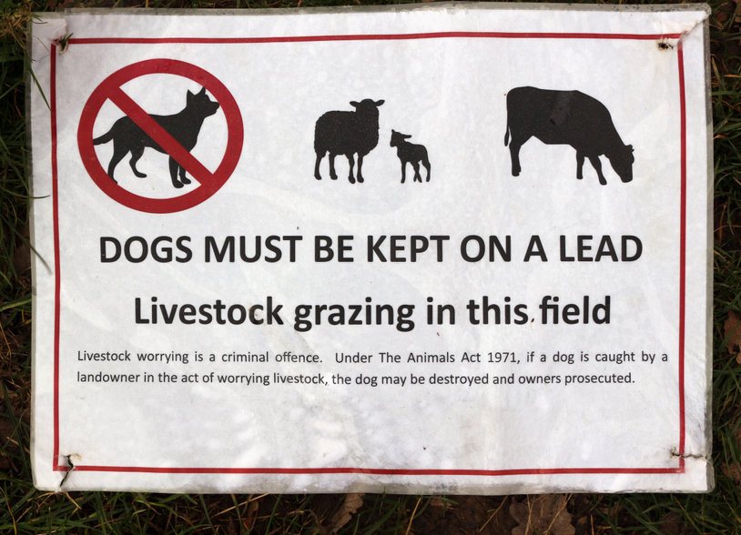 E-collars are used to train dogs to associate sheep with a one-off static pulse, in turn helping the dog become wary of approaching them