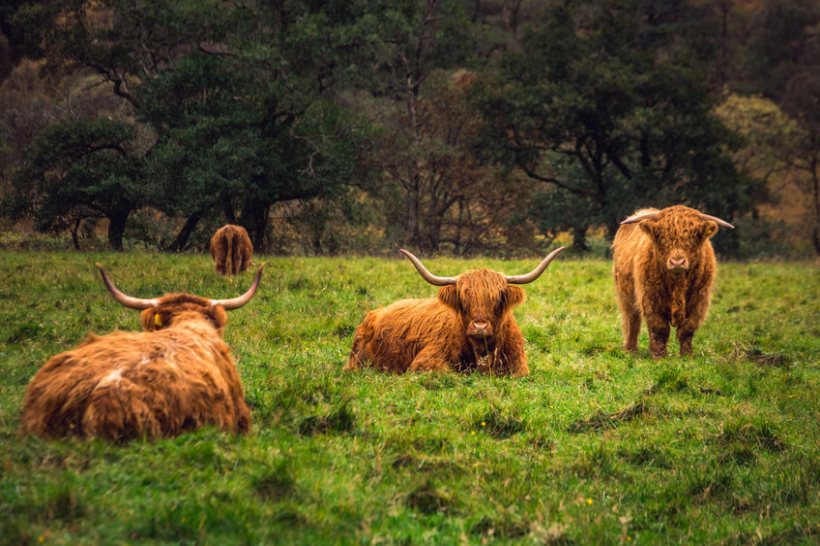 Beef and lamb, reared mainly on grass, would continue to be produced at similar quantities as today and would become the public's staple meat