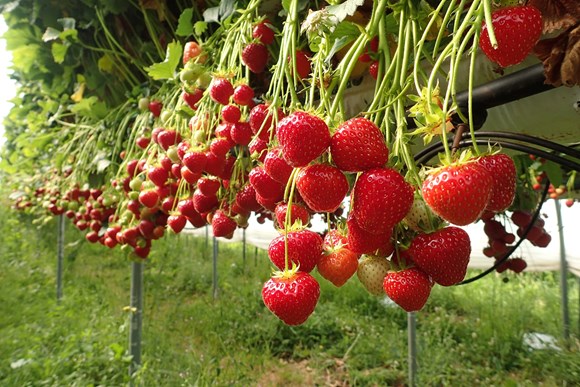 The government has unveiled another 8,000 horticulture and 2,000 poultry visas as part of the Seasonal Workers Pilot