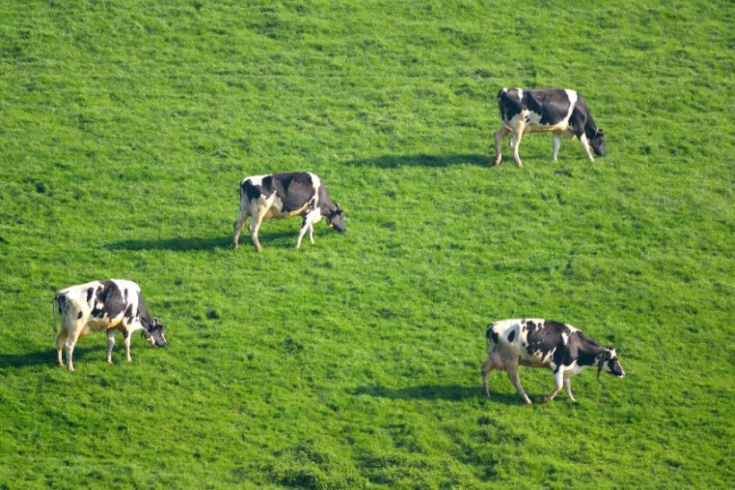 Dairy UK has launched a consumer campaign to champion sustainable practices in the UK dairy industry