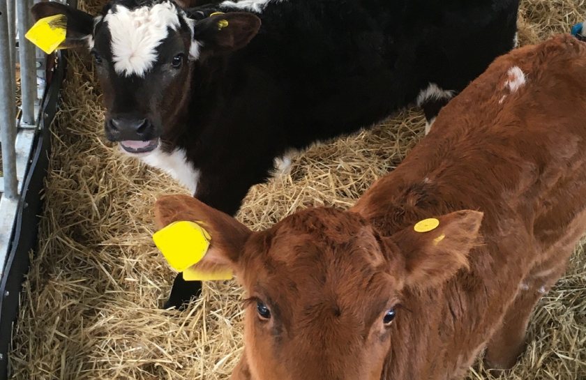 An increasing number of beef cross calves are being registered from dairy herds, according to SRUC researchers