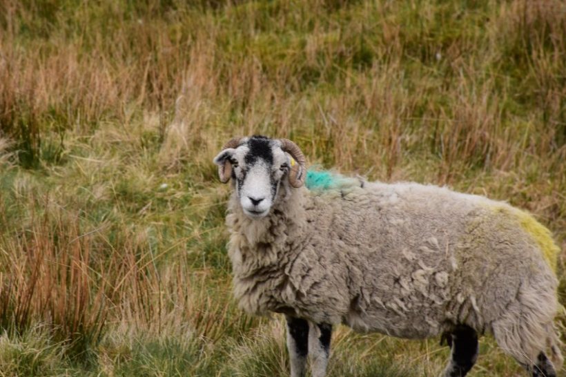 The Break the Sheep Scab Cycle campaign will offer support to farmers to help manage the condition and stop reinfection