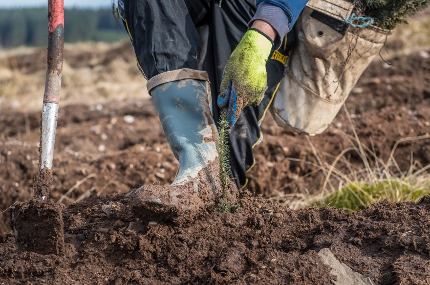 Despite the challenge caused by winter storms, a total of 10,480 hectares of new woodland was created in Scotland