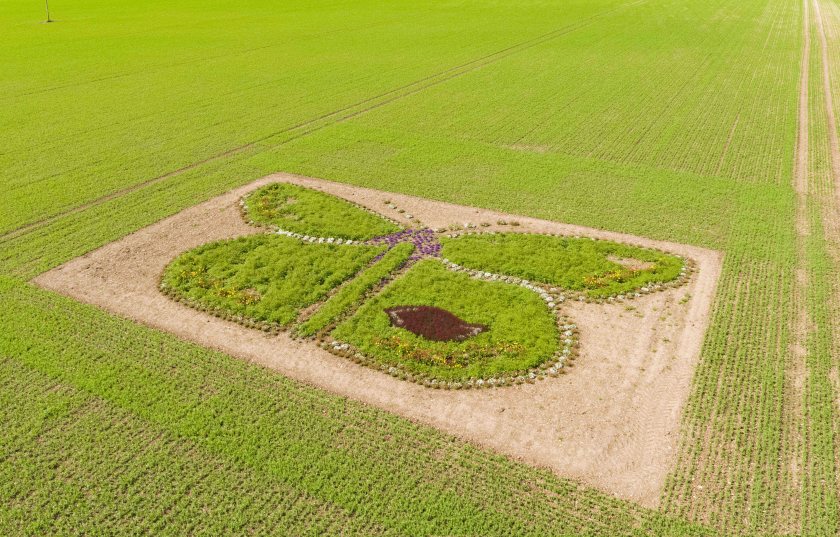 A vast sculpture has been crafted from raked soil seeded with native wildflowers to provide a food source for bees
