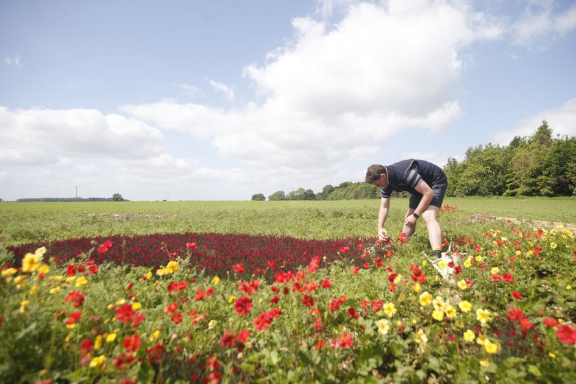 The native wildflowers will encourage pollinating insects and other wildlife to thrive in the area