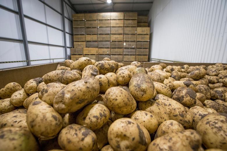 With more than 75% of GB’s seed potato exports coming from Scotland, the lack of an export market to Europe has caused chaos for many