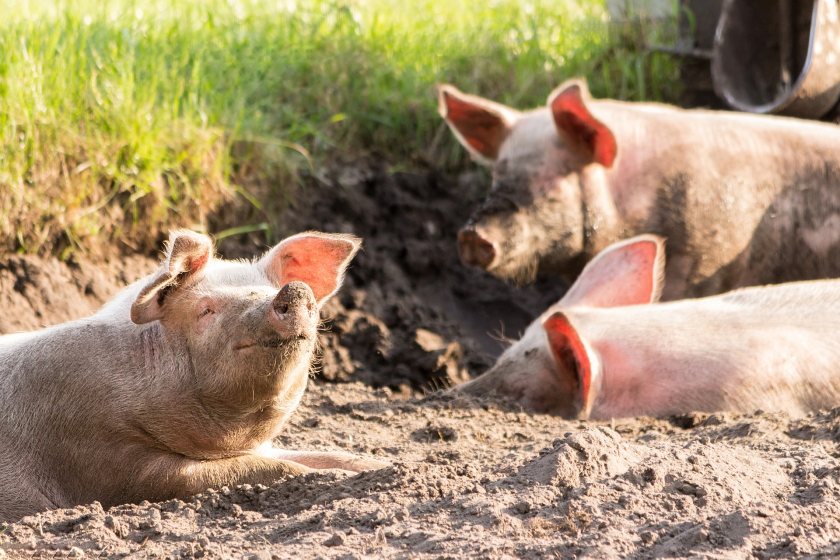 Heat stress is a cause for concern due to the consequences it can have on feeding behaviour (Photo: Lallemand Animal Nutrition)