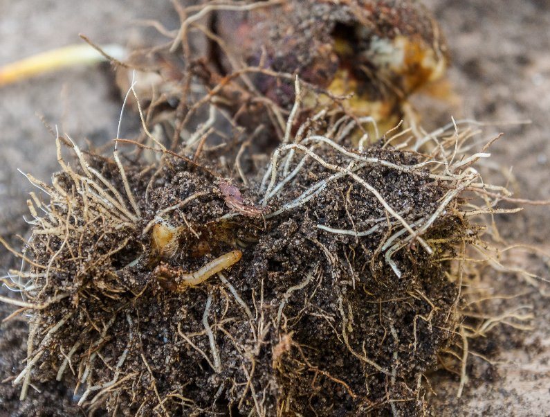 Wireworms, or click beetle larvae, are a major pest of cereals and root vegetables in the UK