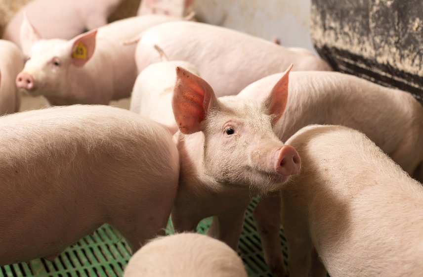 Figures show the amount of antibiotic used to treat pigs on UK farms in 2021 declined by 17 percent