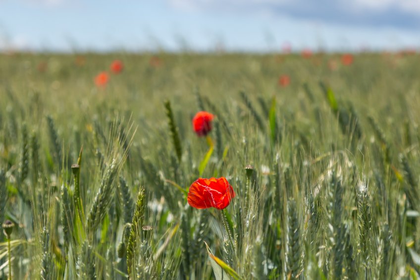 More than half of BPS money is set to be diverted to less than 5% of English farmland for environmental recovery, the CAAV says