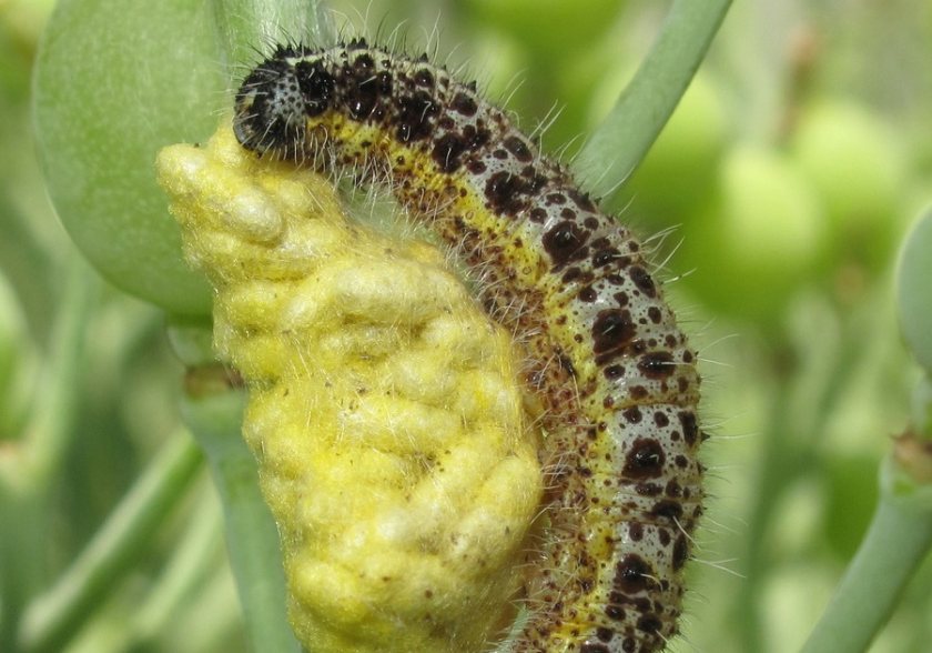 Farmers are being called on to send in large white butterfly caterpillars to help studies into crop pests (Photo: Rothamsted Research)