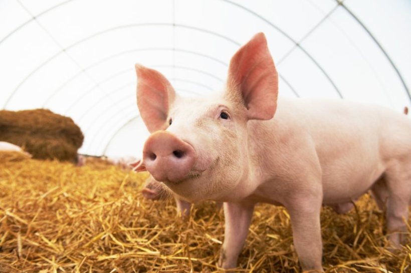 According to Defra, the last outbreak of swine vesicular disease in Great Britain was in 1982