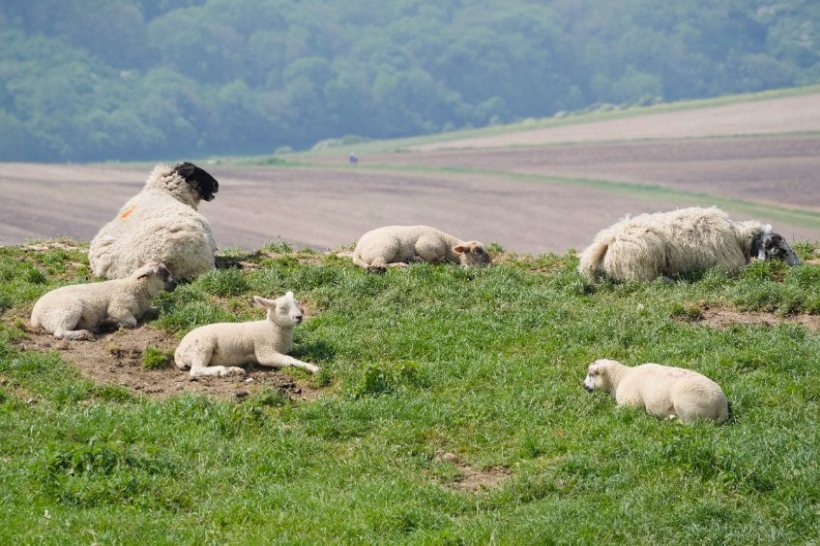 With warm and wet weather conditions persisting, there could be a high burden of parasites which may impact on lamb productivity