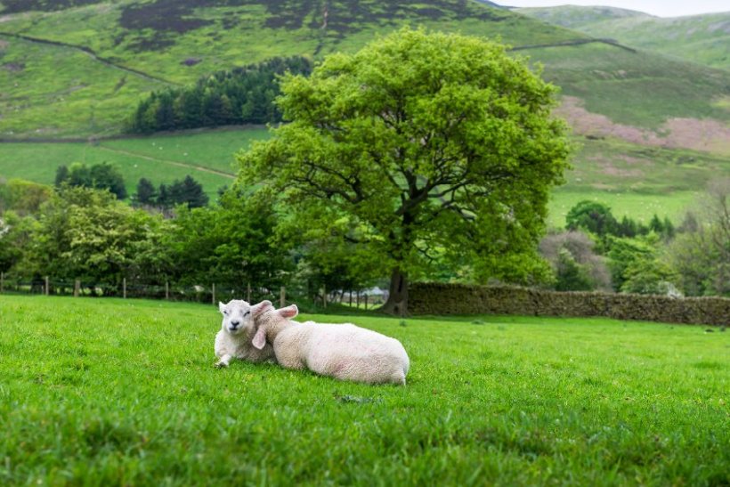 The new report highlights the benefits and opportunities of integrating trees on farms and crofts