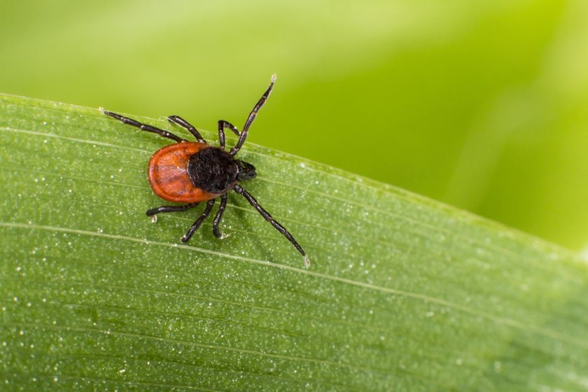 Ticks are found throughout the country, but reports from cattle farmers indicate clear regional patterns (Photo: Control of Worms Sustainably)