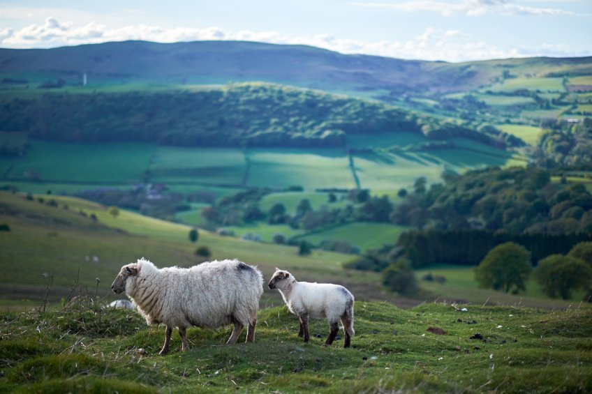 Products such as Welsh Lamb helped food and drink exports from Wales reach £641 million last year