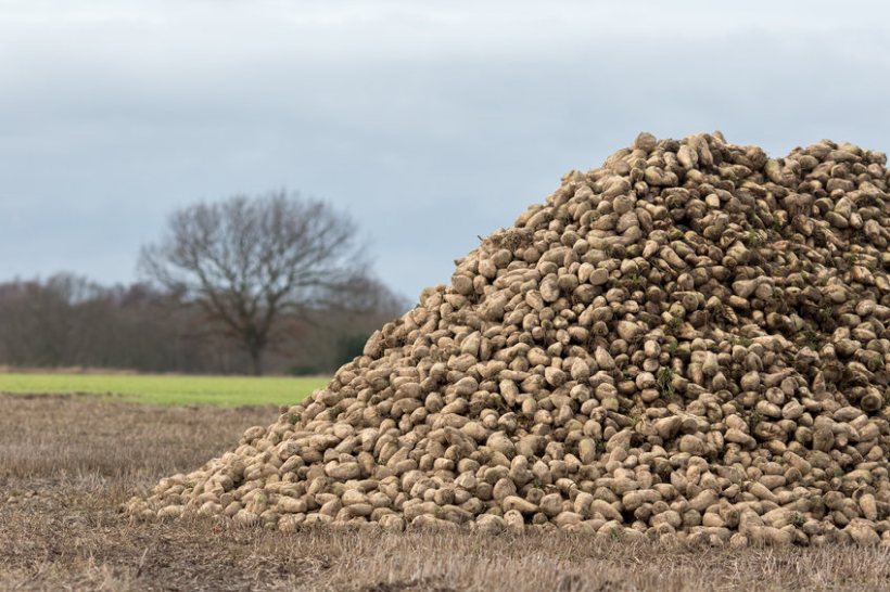 NFU Sugar and British Sugar have today announced a sugar beet price of £40 per tonne for the 2023/24 contract year