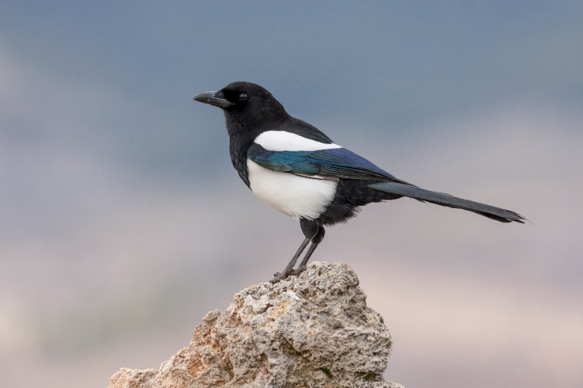 Major changes include the removal of magpies, jays and jackdaws from the conservation licence (GL004)