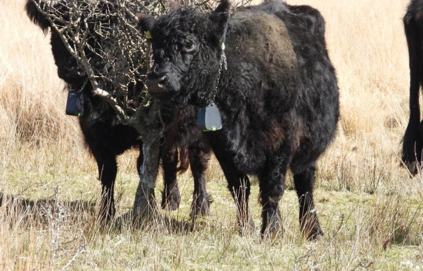 The three-year Farming in Protected Landscapes programme includes a total of £1.2 million allocated to Exmoor