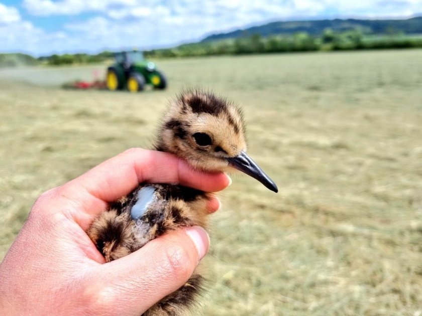 The nests have been found with the help of local farmers, who alert the project team when they find eggs in their fields