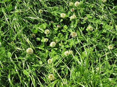 Only grasses and clovers that have undergone at least four years of independent testing are included in the lists (Photo: AHDB)