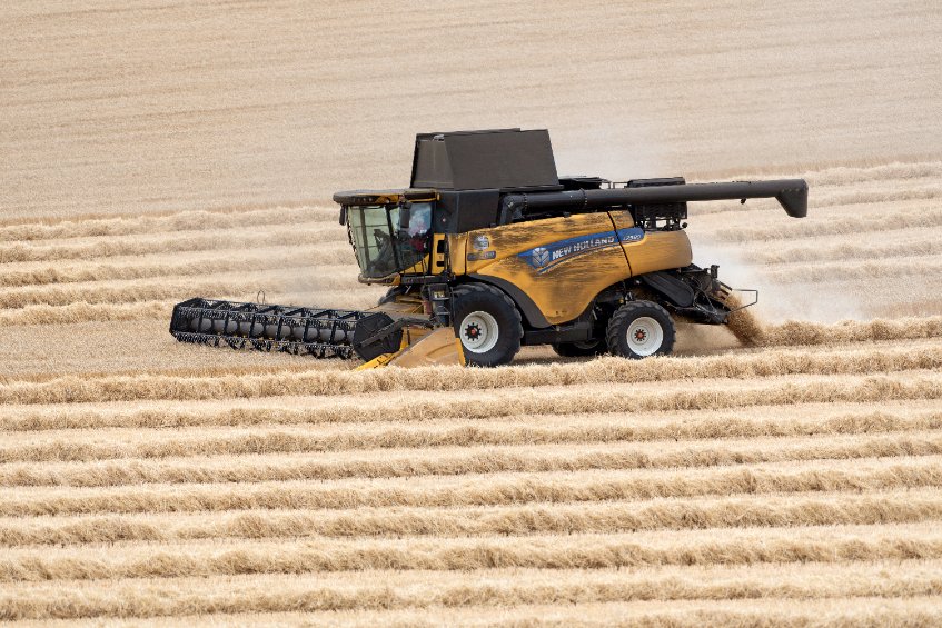 The UK wheat area for harvest 2022 is set to slightly increase year-on-year, according to the survey