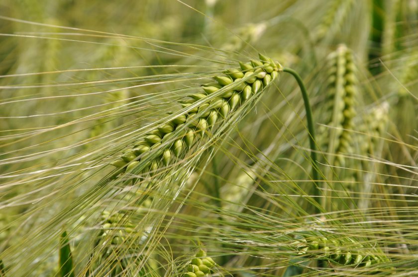 Conducted by ADAS, the research compared two hybrid barley varieties and two conventional two-row winter feed barley varieties