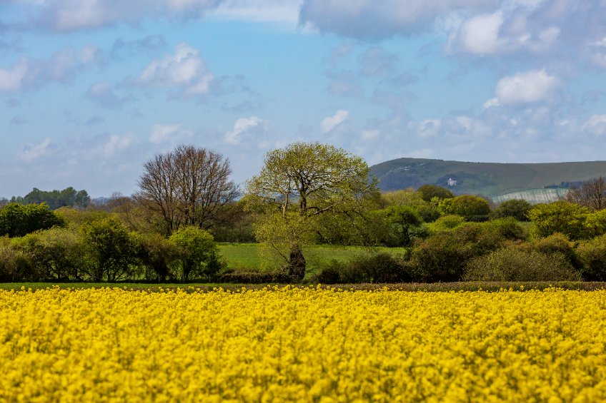 With daytime temperatures rising rapidly to potentially record highs, growers have been told to avoid harvesting OSR