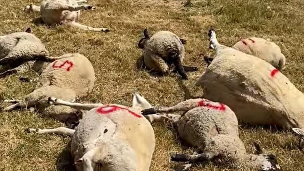 A vehicle had entered a field in the area of Tollard Royal and killed 14 sheep and lambs (Photo: Dorset Police)