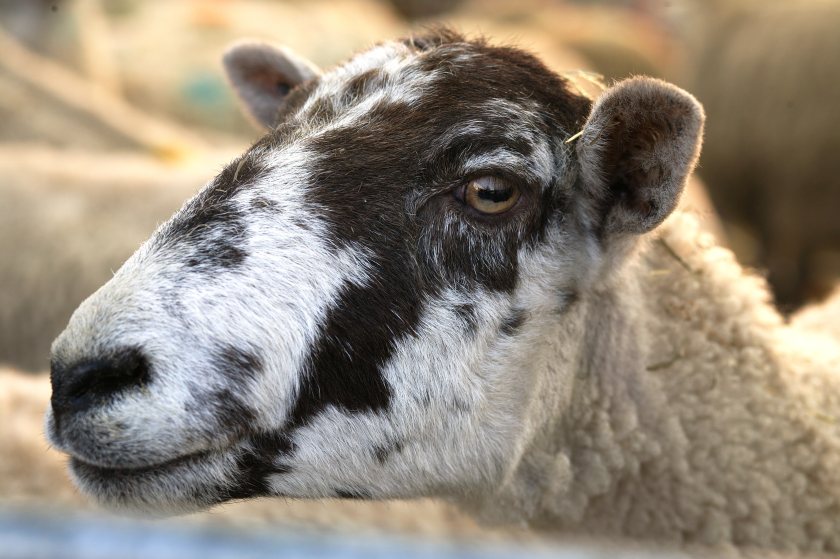 The study calls for more consistent messages on vaccination technique and streamlining of training within the UK sheep industry (Photo: RVC)