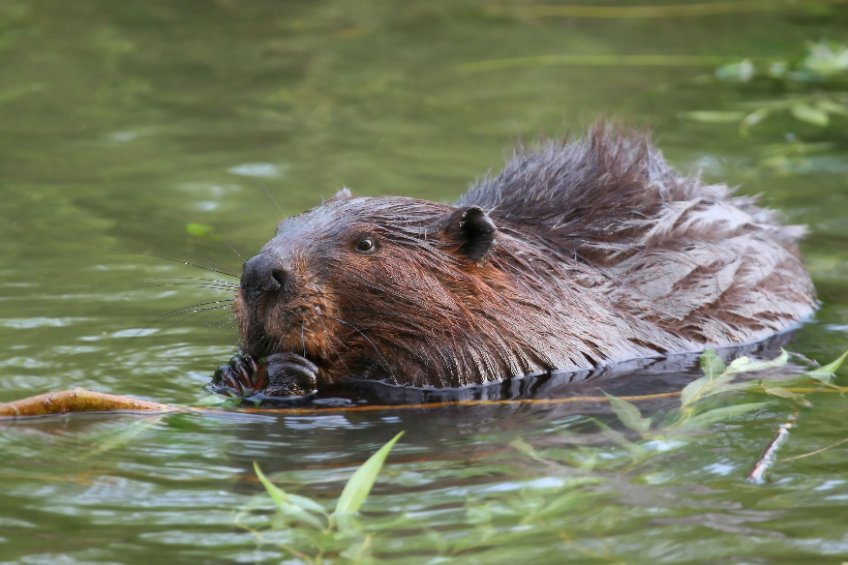 Farming groups have raised concern over the release of beavers, as their activity can undermine riverbanks and impede farmland drainage