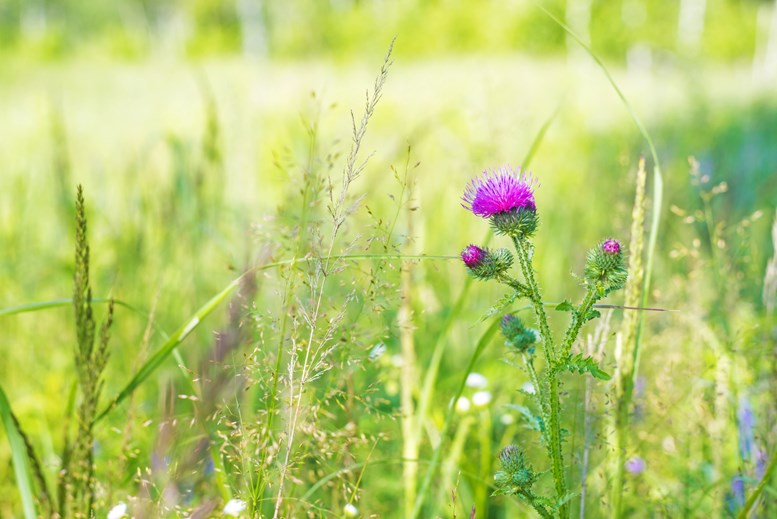 The Agriculture, Biodiversity and Climate Change Network is looking for more farmers and crofters to join (Photo: SRUC)