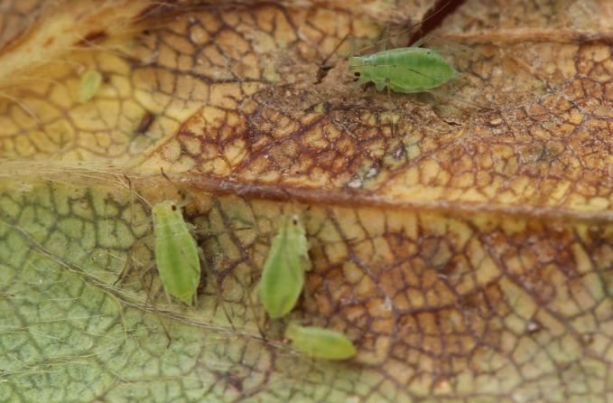 The research will be using strawberries to test the new technology, a fruit vulnerable to potato aphid (Photo: Aston University)