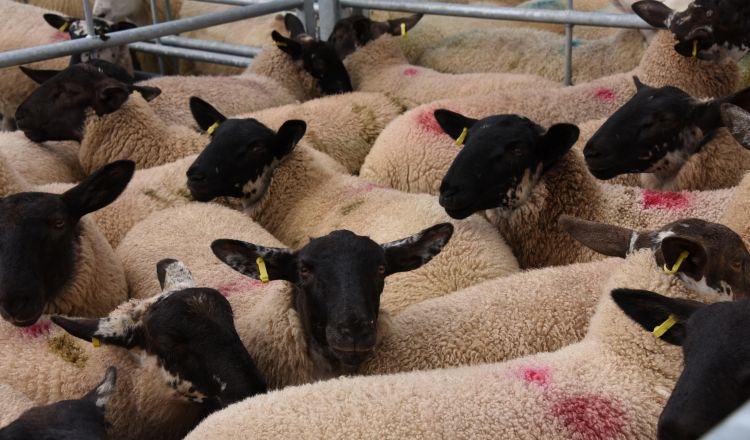 New pressures – ranging from price inflation to hot weather – are beginning to impact both consumers and farmers