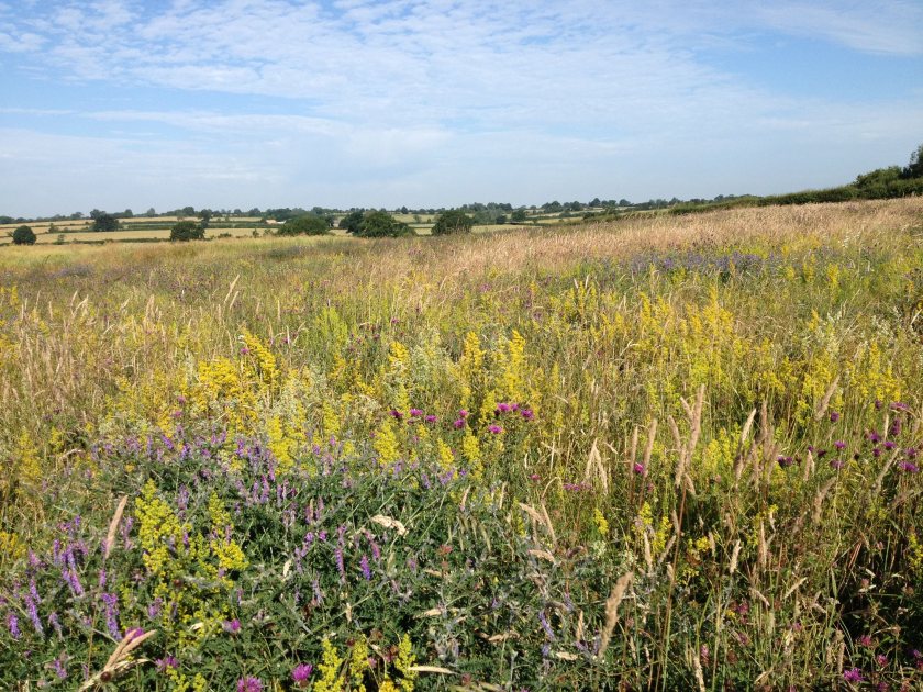 Scientists spent a decade monitoring the impacts of a large-scale Defra-funded experiment at Hillesden, a 1,000ha arable farm
