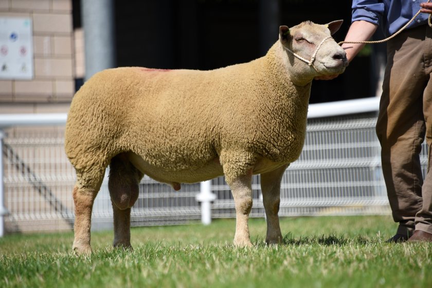 The best tups sold well in a sale that defied fears over rising costs and slipping lamb prices, organisers said