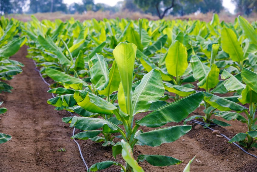 India currently allows the use of 62% more hazardous pesticides than the UK, according to the report's researchers